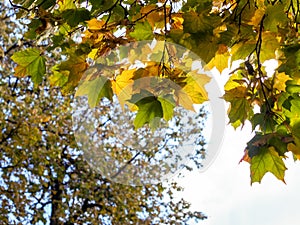 Yellow and green leaves of a maple on the background of a growing tree and sky. Sunny autumn background.