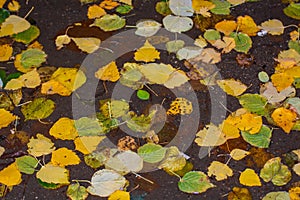 Yellow and green leaves in puddle - autumn