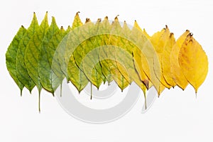 Yellow and green leaves in a row. Autumn concept