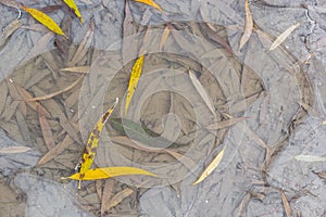 Yellow-green leaves of the willow, fallen on the snow. Frozen at the beginning of winter in a puddle. Beautiful winter background