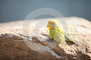 Yellow green Little lovebird