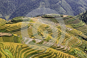 The yellow green Longsheng Rice Terraces Dragon`s Backbone also known as Longji Rice Terraces