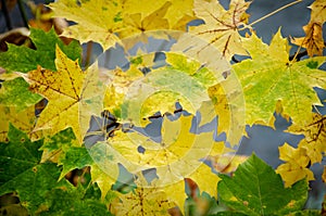 Yellow and green maple autumn leaves background