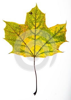 Yellow and green maple leaf