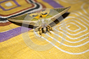 yellow green moth on bed sheet moth background close up upper