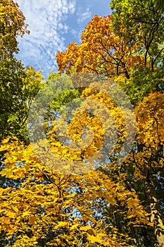 Yellow, Green and Orange Autumn in Park, Warsaw, Poland