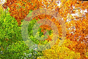 Yellow, green and orange leaves, autumn background photo