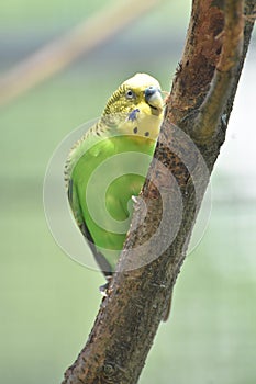 Yellow and Green Parrotlet Pecking at a Tree Trunk