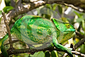 Yellow green Parson's chameleon photo