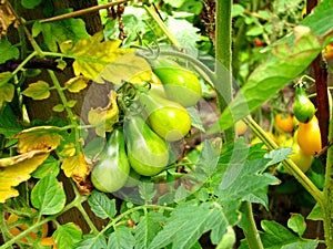 Yellow and green pear tomatoes