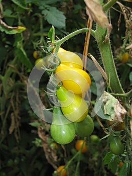 Yellow and green pear tomatoes closeup