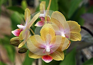 Yellow green phalaenopsis orchid