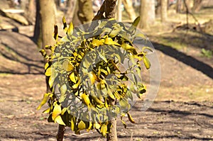 A yellow green plant mistletoe on a tree branches (sterm, trunks)
