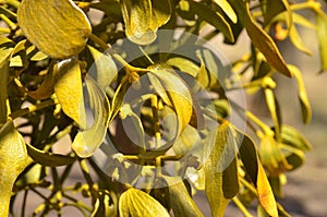 A yellow green plant mistletoe on a tree branches (sterm, trunks)