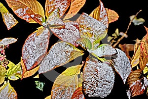 Yellow, green plants and leaves in home garden covered with first snow on the nature background.