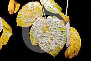 Yellow, green plants and leaves in home garden covered with first snow on the nature background.