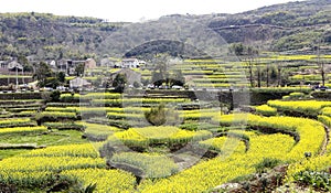 Yellow and green plants make up picture, attracted many visitors