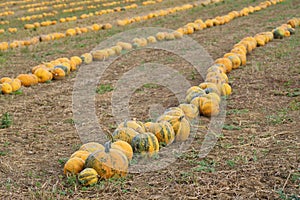 Yellow-green pumpkins stacked in rows in a cultivated agricultural field