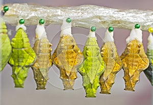 Yellow and green pupae of a golden birdwing butterfly hang in emergence chamber