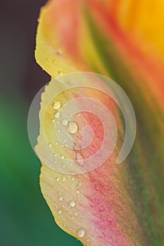 Yellow, green and red tulip flower `Golden artist` petals covered with rain drops