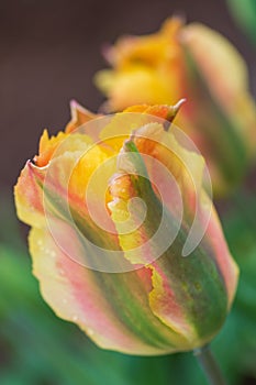 Yellow, green and red tulip flowers `Golden artist` petals covered with rain drops