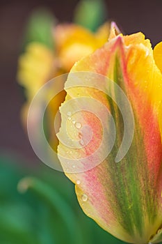 Yellow, green and red tulip flowers `Golden artist` petals covered with rain drops