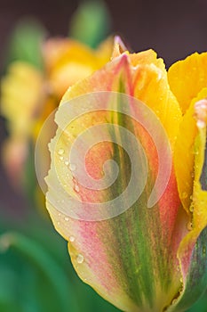 Yellow, green and red tulip flowers `Golden artist` petals covered with rain drops