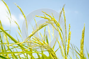 Yellow green rice field on blue sky background