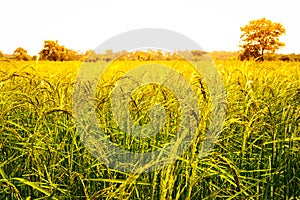 Yellow green rice field on blue sky background