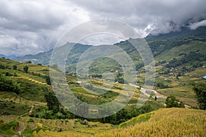 The yellow and green rice terraces above the valley in the green mountains, Asia, Vietnam, Tonkin, Sapa, towards Lao Cai, in