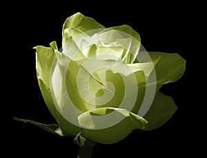 Yellow-green rose. Flower on a black isolated background . Close-up. Shot of light blue flower.