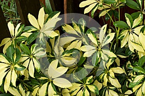 Yellow and green schefflera plant in outdoor garden