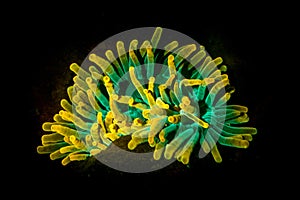 Yellow and Green Sea Anemone Fluorescent Glow Underwater UV Light
