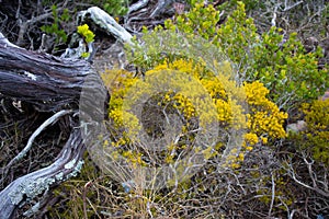 Yellow and green shrubs growing on a mountain side of Cape Point.