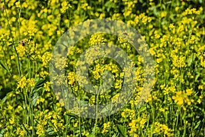 The yellow and green sinapis flowers in a garden in summer