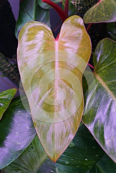 A yellow and green speckled leaf of Philodendron Painted Lady