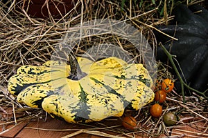 Yellow, green striped and little orange autumn pumpkins in a bowl