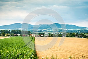 Yellow-green summer field