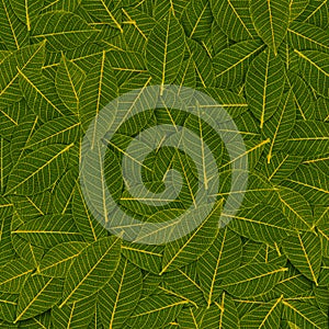 Yellow green transparent leaf pattern