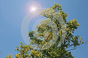 YELLOW AND GREEN TREE WITH ADDED LENS FLARE