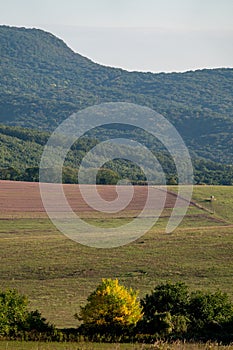 Yellow and green trees at autumn in Hungary