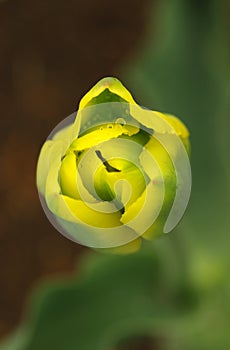 A yellow-green tulip with droplets on blurred background.