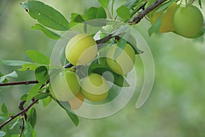 Yellow and Green Unripe Wild Plums Hanging from the Tree.