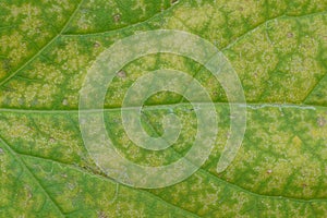 Yellow green vegetative texture from a piece of a large leaf