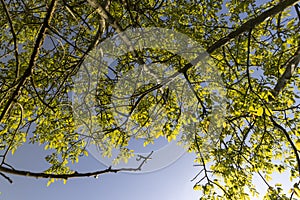 yellow-green walnut foliage in a fruit garden