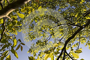 yellow-green walnut foliage in a fruit garden