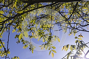 yellow-green walnut foliage in a fruit garden