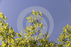 yellow-green walnut foliage in a fruit garden