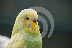 Yellow-green wavy parrot on a dark green natural background.