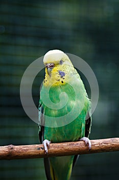 Yellow-green wavy parrot in full growth in nature.